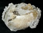 Partial Fossil Whelk With Golden Calcite Crystals - #14705-1